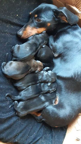Cachorros Mini Salchicha