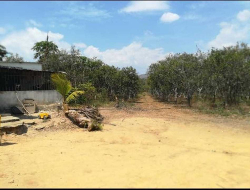 Imagen 1 de 8 de Finca De 10 Hectáreas En Miranda