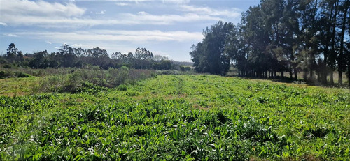 Venta Chacra 28 Ha Abayuba Arroyo Y 2 Tajamares C.rigel