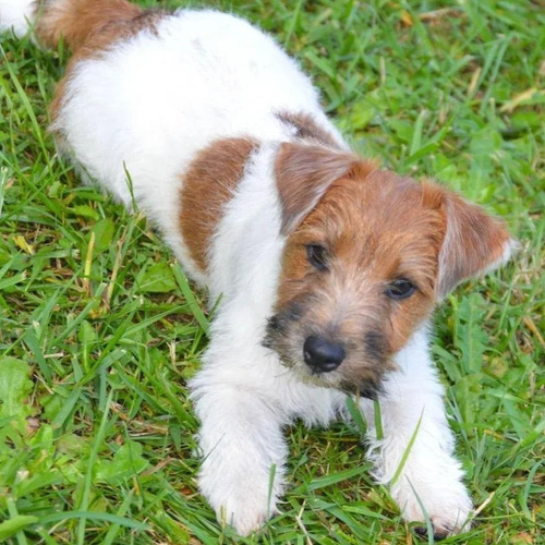 Cachorros Jack Russell