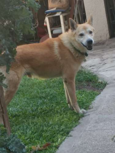 Imagen 3 de 6 de Pensionado Canino