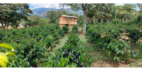 Venta Finca 14 Ha, Boconó Edo. Trujillo, Venezuela