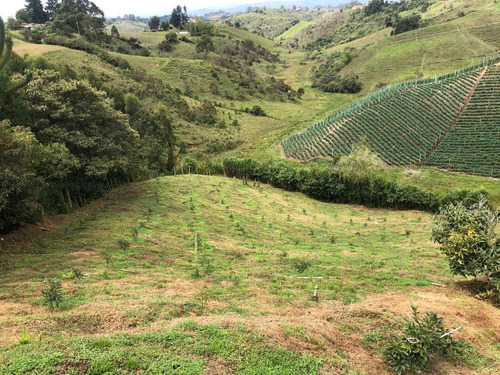 Imagen 6 de 23 de Encantadora Finca Aguacatera En Venta Marinilla