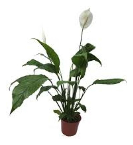 Combo 3 Plantas Ornamentales - Entrega Caba Y Gba