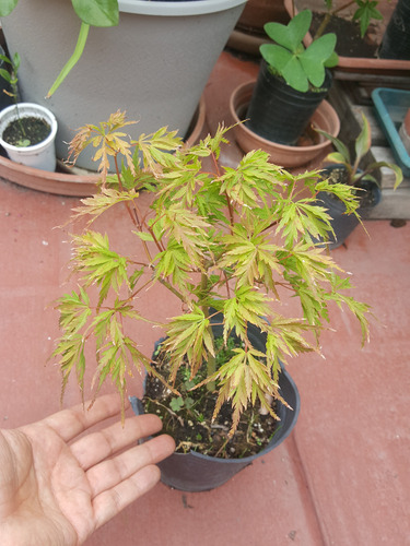 Arbol Floracion Primaveral Caducifolio Cultivo Ornamentales.