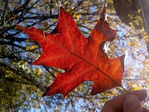 Quercus Palustris Roble, Roble Rojo E20