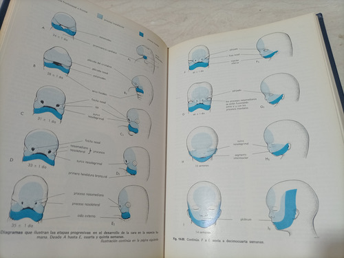 Embriología Clínica. L. Moore. 3a. Ed. (Usado)