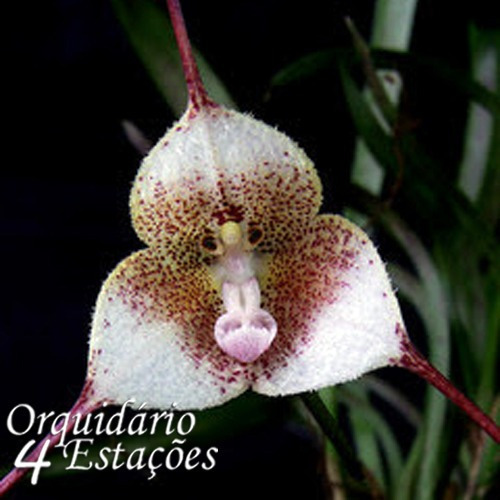 Orquídea Drácula Erythrochaete - Porte Pequeno - Sem Flor