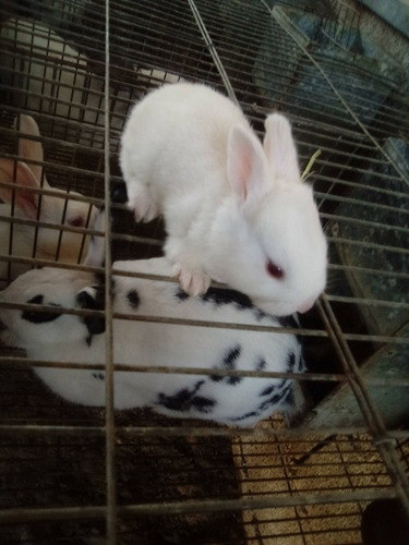 Conejos Chicos Y Conejos Faenados