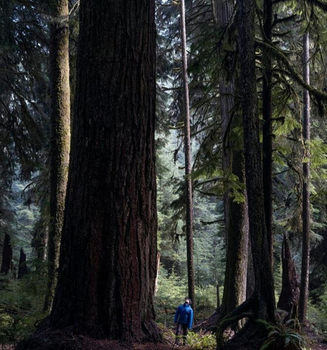 Sementes Pseudotsuga Menziesii Árvore Madeireira Para Mudas