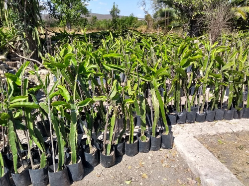 30 Plantas De Pitahajaya