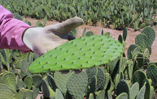 1 Lts Fertilizante Guano De Murcielago Mas Humus
