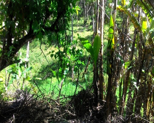 Chacara - Ch00075 - 32820374