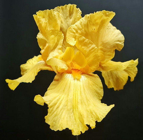 1 Rizoma De Lirios Barbados O Iris Germanica Frezno Calipso