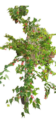 Abutilon - Farolito Japones - Arbusto Nat. Vivero Rolocampo