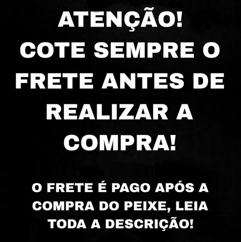 Peixe Tetra Olho De Fogo Balão Pct C/ 5 Unidad (cote Frete)