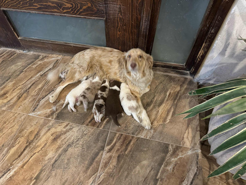 Pastor Australiano Ovejero,aussie Cachorros Ojos  Azules