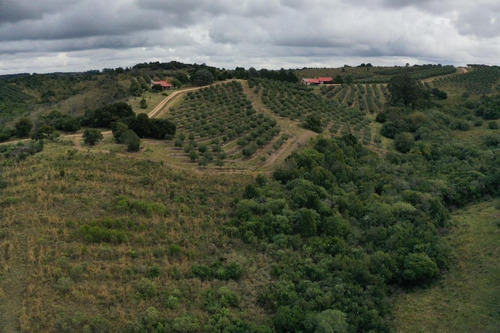 Imagen 6 de 30 de Campo Ovicola En Garzon - 212 Hectareas