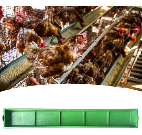 Aldeo De Alimentación Alimentador De Pollo Colgando Un
