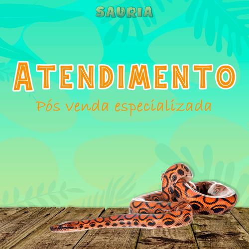 Imagem 7 de 8 de Ração Super Premium Iguana - Megazoo - 280gr