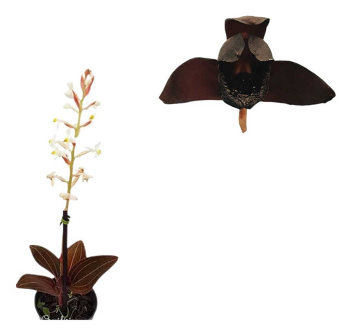 Kit  Orquidea Ludisia Pipoca + Orquídea Negra Planta Exotica