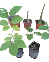 Comprar Árbol Frutal Chirimoya (jd Insumos Jardines)