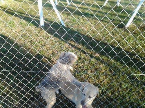 Club De Campo Canino, Razas Medianas