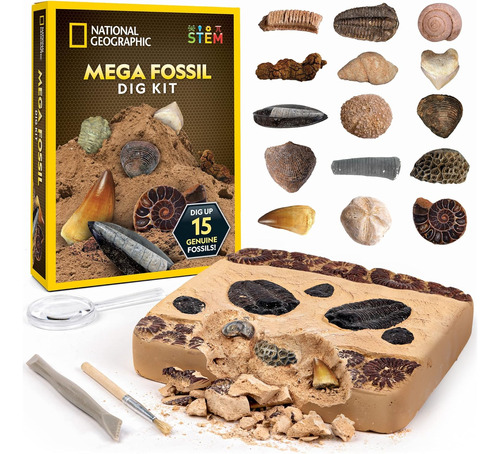 Kit Mega Mina De Fósiles Desentierra 15 Fósiles Reales
