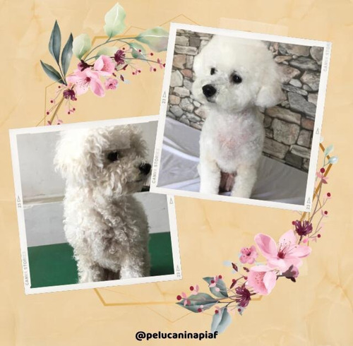 Imagen 9 de 12 de Peluquería Canina - Traslados Para Mascotas - Reiki Y Gemo.