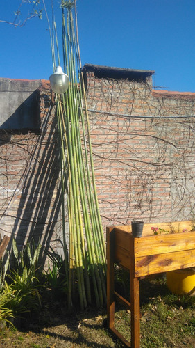 Caña De Bambú De 5m Para Tutores Y Decoración De Jardín Verde 2.5m