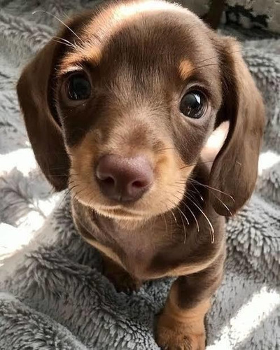 Procuro Cachorro Da Raça Cofap Para Comprar
