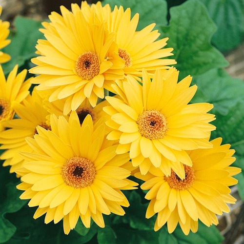 Gerbera Color Amarllo