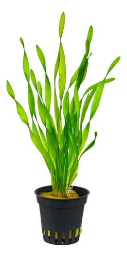 Vallisneria Spiralis