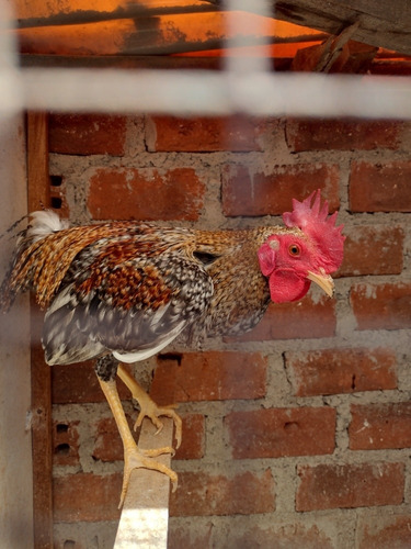 Gallos