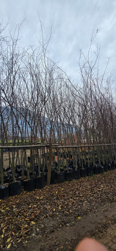 Arbol Celtis Australis Almez 4 Metros Gratis A Rm