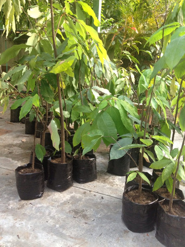 Pack De 2 Plantas Rosa De Montaña, Altura De 50cm A 2m.