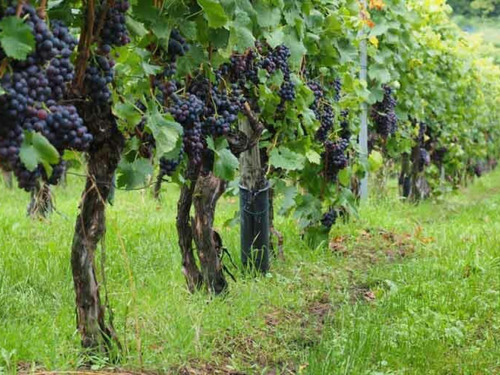 Planta Trepadora Uva Tinta Variedad Cabernet Sauvignon