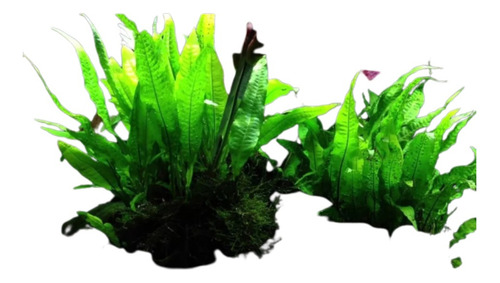 Planta Para Aquario Microsorum Pteropus Low Tech