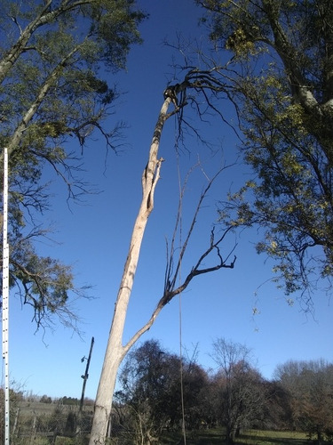 Imagen 2 de 3 de Trabajo De Poda En Altura