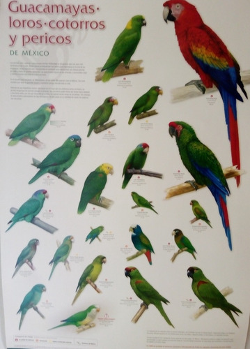 Poster Tamaño Grande De Guacamayas, Loros, Pericos, Cotorros (Usado)