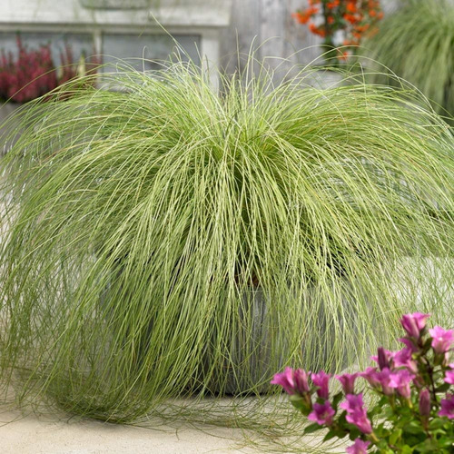 10 Semillas De Carex Juncia Pelo De Nueva Zelanda Ornamental