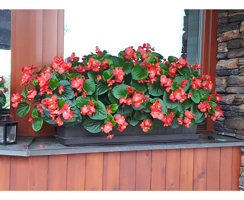 Kit 15 Mudas Begonia Cerosa - Folha Verde - Cores Sortidas