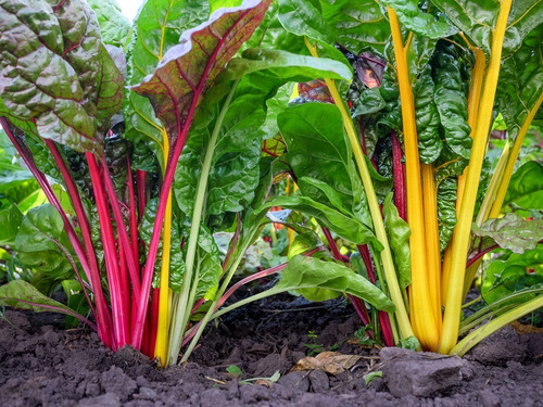 25 Semillas De Acelga Arcoiris Colores Nuevas Si Germinan