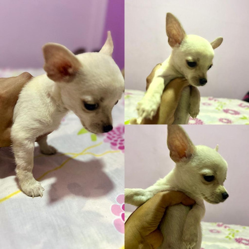 Cachorros Chihuahuas