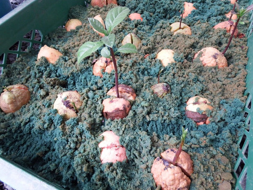 Imagen 2 de 5 de Germinador Terra