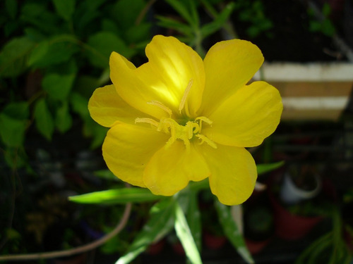 Suspiros Diego De La Noche Oenothera Affinis Planta Nativa