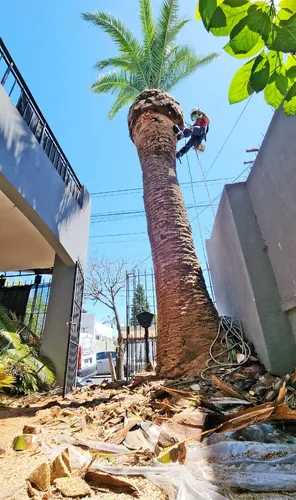 Poda De Arboles Tala Extracciones Whatsap 1528694955
