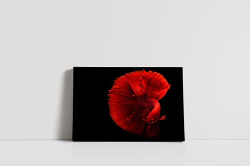 Cuadro Pez Betta Rojo 80x120cm Lienzo - Canvas