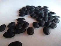 Comprar 100 Semillas De Luffa (orgánicas)