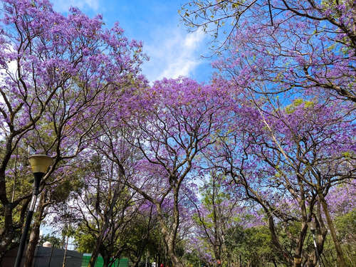 Arbol De Jacaranda Muy Bonitos Pregunte Costo De Envio